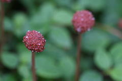 Lecanthus peduncularis